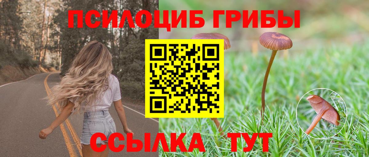 Кудрово  Псилоцибиновые грибы Cubensis  Вход с VPN 
